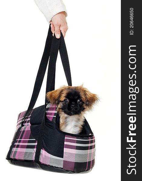 A sweet puppy in transportation bag. Taken on a white background. A sweet puppy in transportation bag. Taken on a white background