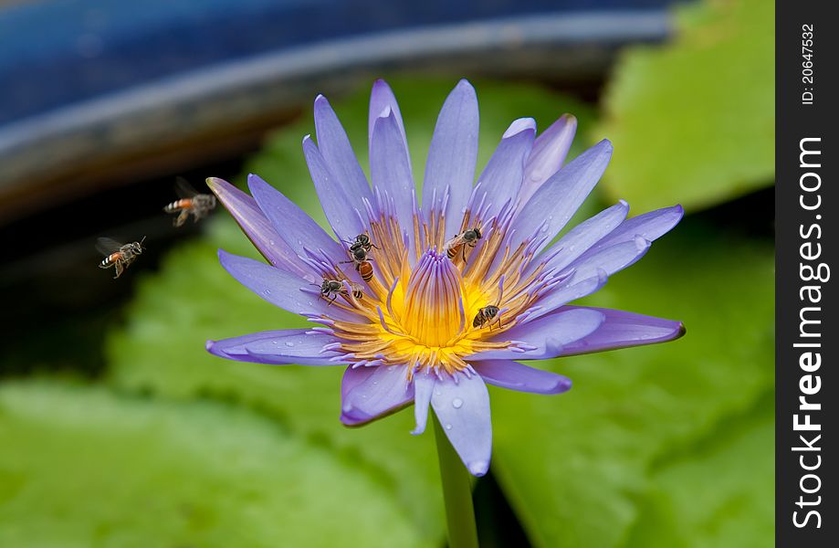 Purple Lotus with bees in Bangkok, Thailand