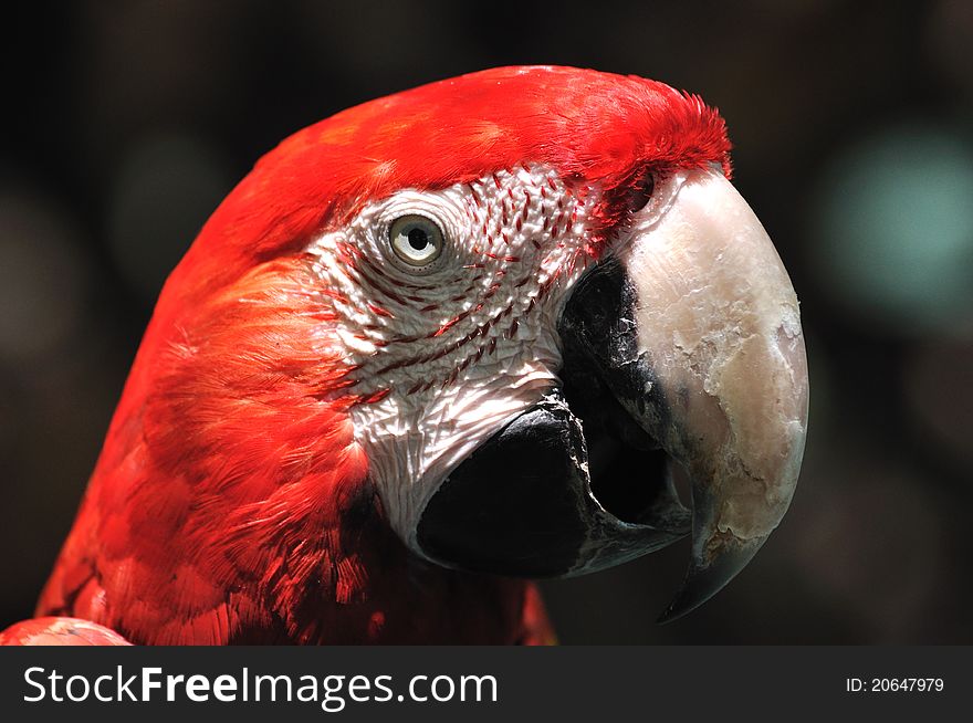 Face and eye feature of macaw with vivid color in red. shown as beautiful life on earth. Face and eye feature of macaw with vivid color in red. shown as beautiful life on earth.