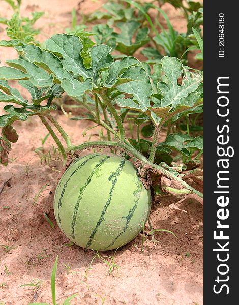 A picture of green watermelon on the ground rural plantation