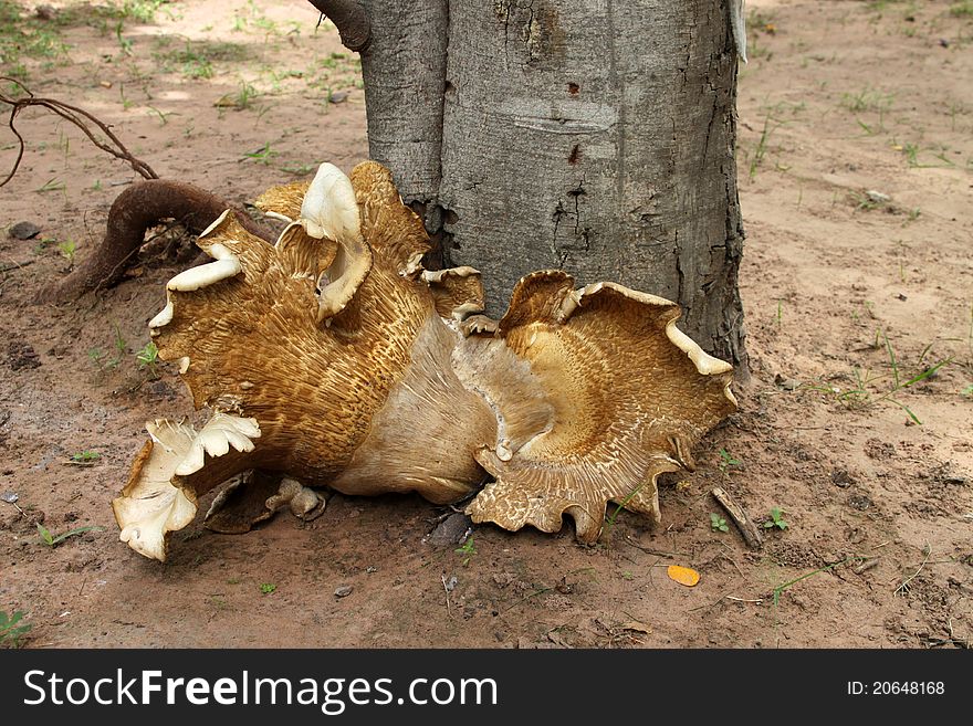 A picture of a kind of mushroom - Hed Teen Had (Rhinoceros Foot Mushroom) - Tricholoma crassum (Berk.) Succ., Tricholomataceae that is grown in natural environment