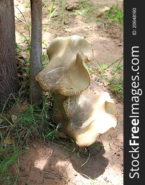 A picture of a kind of mushroom - Hed Teen Had (Rhinoceros Foot Mushroom) - Tricholoma crassum (Berk.) Succ., Tricholomataceae that is grown in natural environment