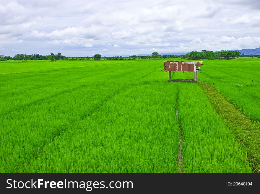 Small Shelter And Rice Field