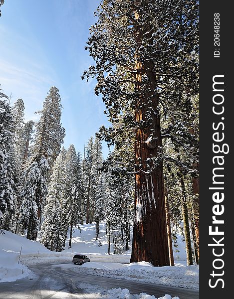 Winter road in forest covered by snow. Sequoia National Park in California, USA