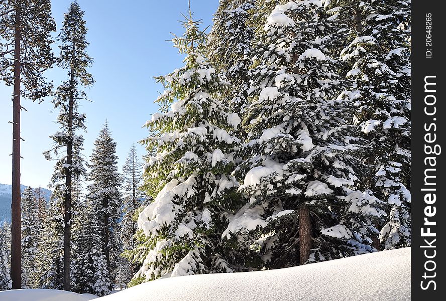 Winter Forest, spruce trees covered by snow. Sequoia National Park in California, USA. Winter Forest, spruce trees covered by snow. Sequoia National Park in California, USA