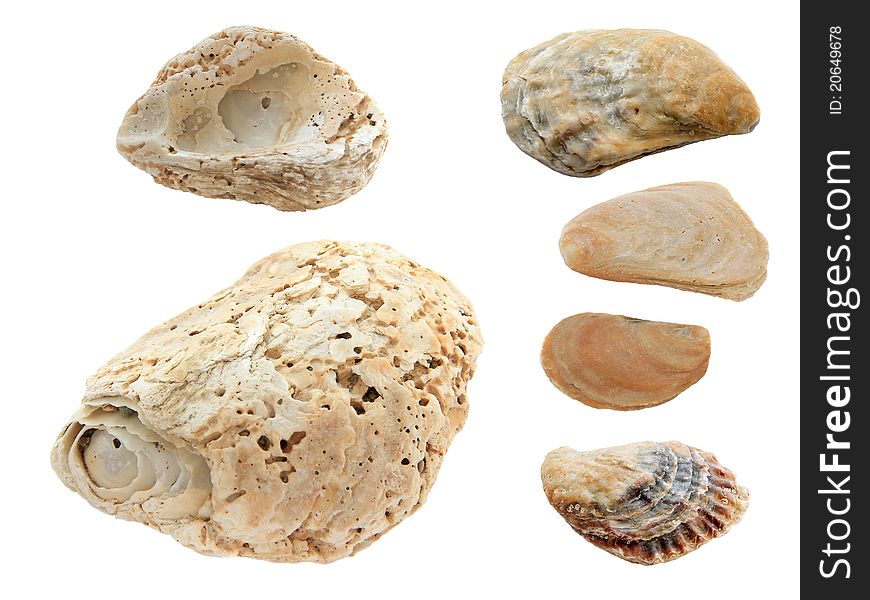 Collection of isolated shells on the white background. Collection of isolated shells on the white background