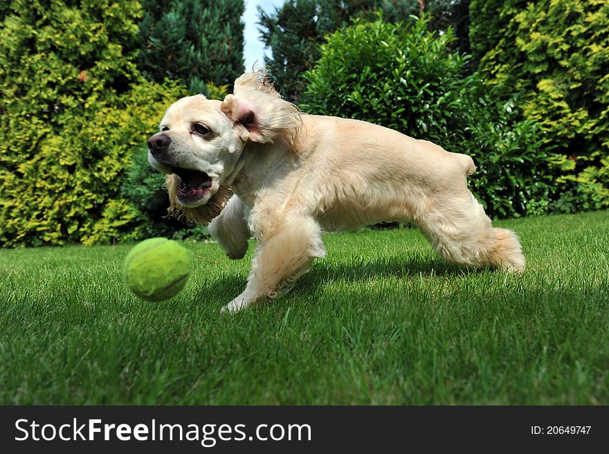 Dog playing with tennis ball. Dog playing with tennis ball