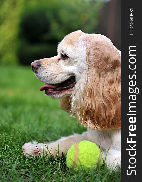 Dog sitting on grass - with tenis ball