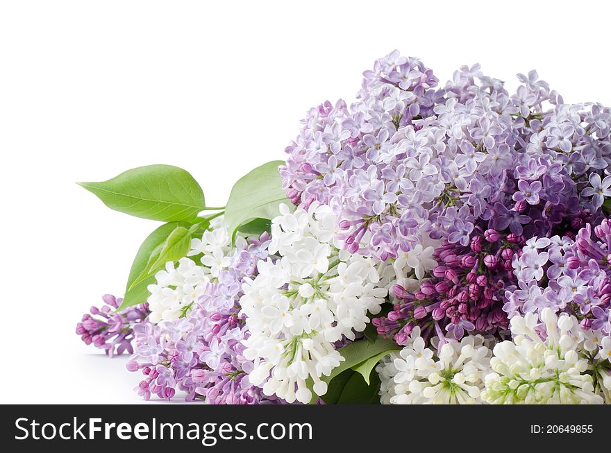 The beautiful lilac on white background