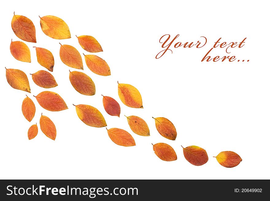 The autumn leaf isolated over white background