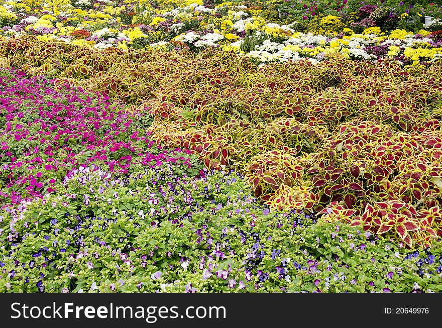 The colorful of flower in the garden