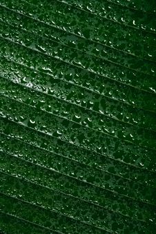 Drops Of Water On Tropical Leaf Royalty Free Stock Photography Drops Of Water On Tropical Leaf Royalty Free Stock Photography
