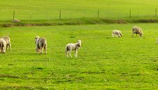 Little Lamb Stock Images