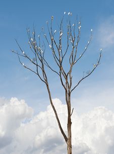 Tree On White Background Stock Photography Tree On White Background Stock Photography