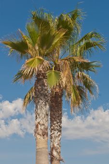 Palm Tree And The Blue Sky Royalty Free Stock Photo