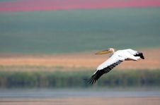 Pelican In The Danube Delta. Royalty Free Stock Photography