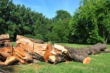 Sawn Tree Stock Photography Sawn Tree Stock Photography