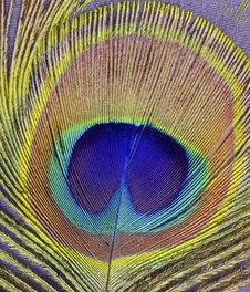 Peacock Feather Stock Images