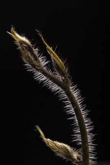 Young Climber With Bristles On Black Royalty Free Stock Photography Young Climber With Bristles On Black Royalty Free Stock Photography