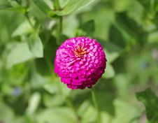 Single Flower Of Zinnia Royalty Free Stock Photos Single Flower Of Zinnia Royalty Free Stock Photos