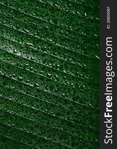 Texture of tropical leaf and water drops. Texture of tropical leaf and water drops