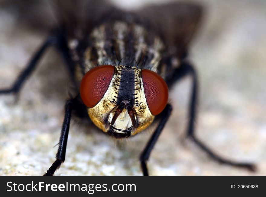 Stand alone black and brown common fly with red eyes macro/close up front view