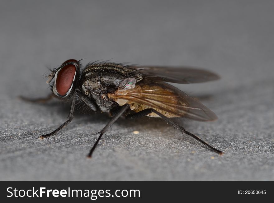 Stand alone black and brown common fly with red eyes macro/close up side view
