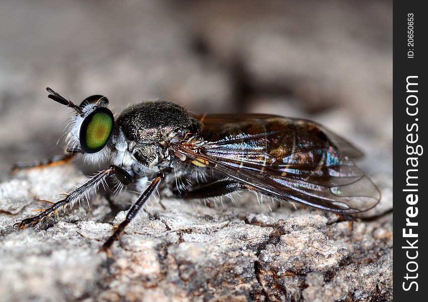 Stand alone black fly with green eyes standing on a tree crust macro/close up side view. Stand alone black fly with green eyes standing on a tree crust macro/close up side view