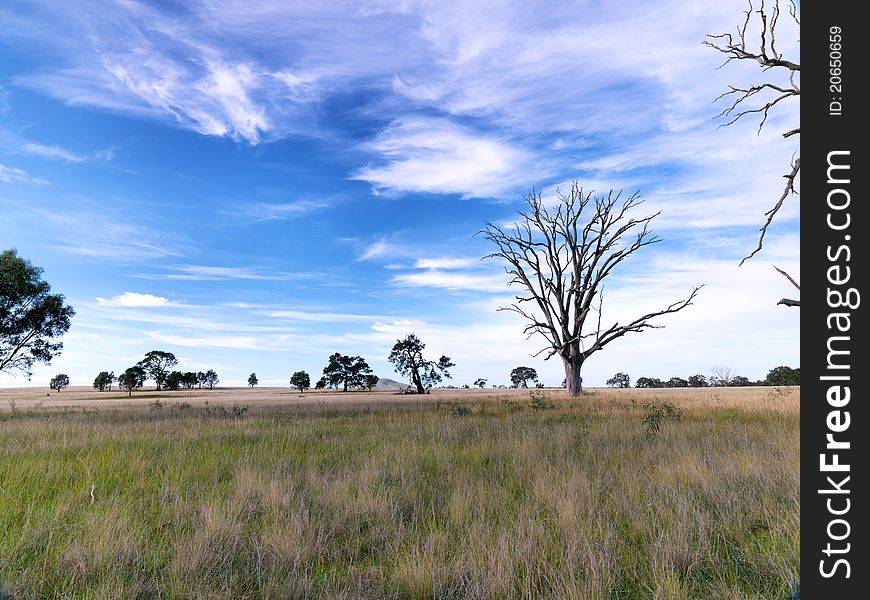 Desert Oak forest in central Australia.