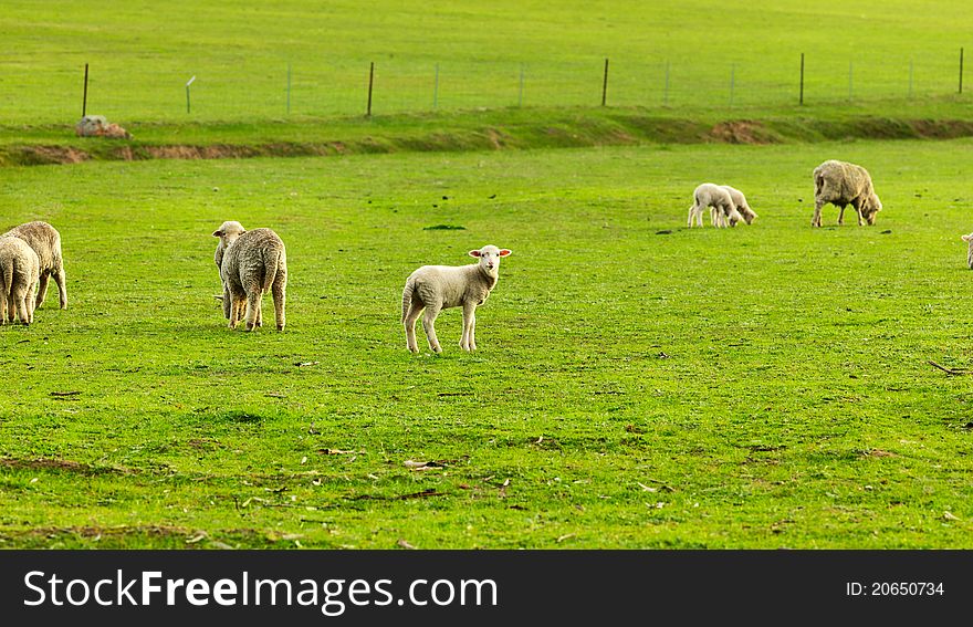 Australian farm Little lamb looking at camera