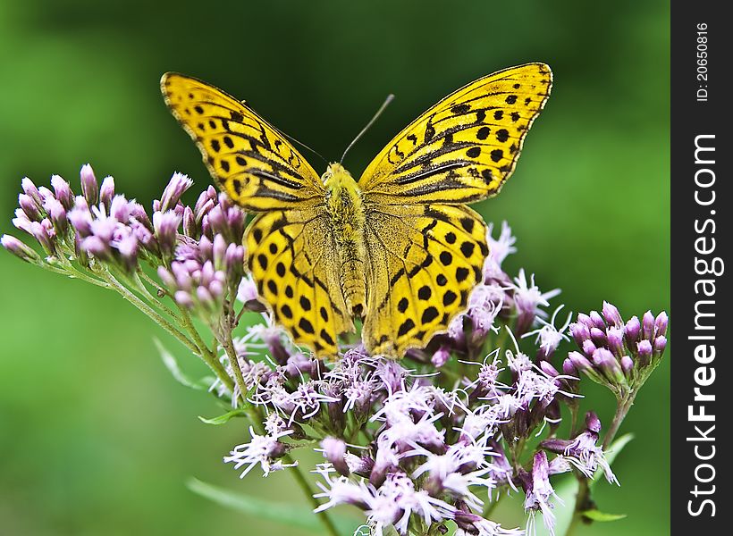 Orange and black butterfly