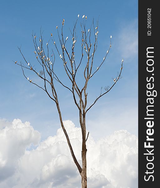 Single old and dead tree with white parrots on the branches against blue sky. Single old and dead tree with white parrots on the branches against blue sky