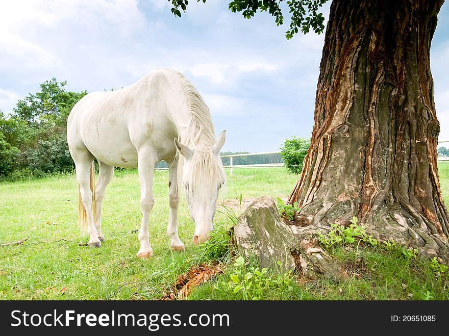 Beautiful Horse in a Green Meadow in sunny day