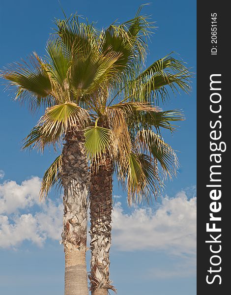 Mediterranean palm tree against a blue sky background. Mediterranean palm tree against a blue sky background