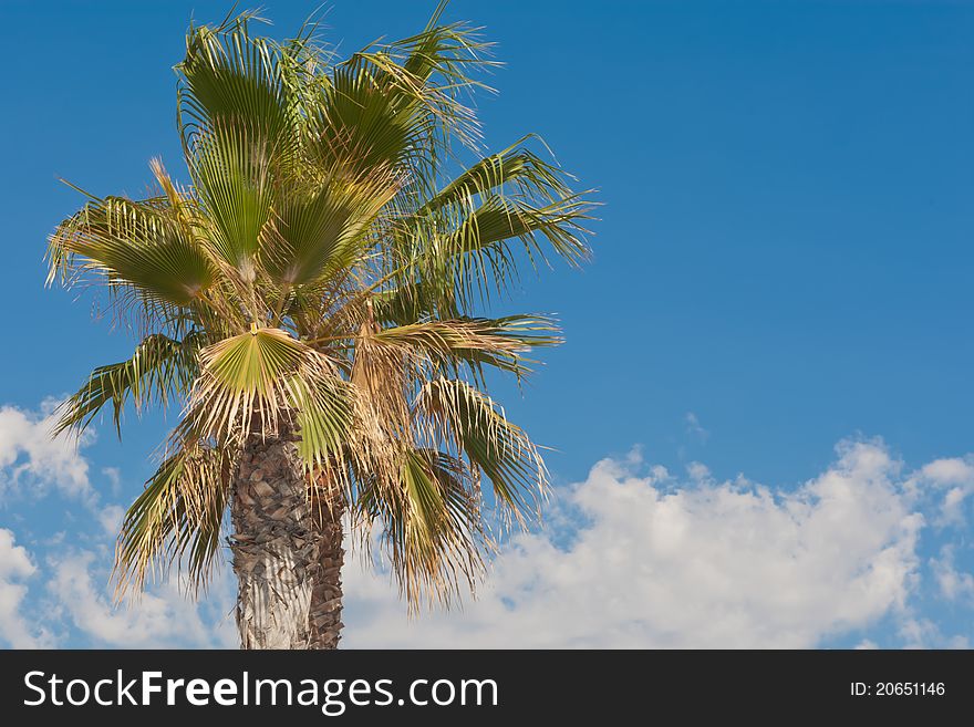 Palm Tree And The Blue Sky Landscape