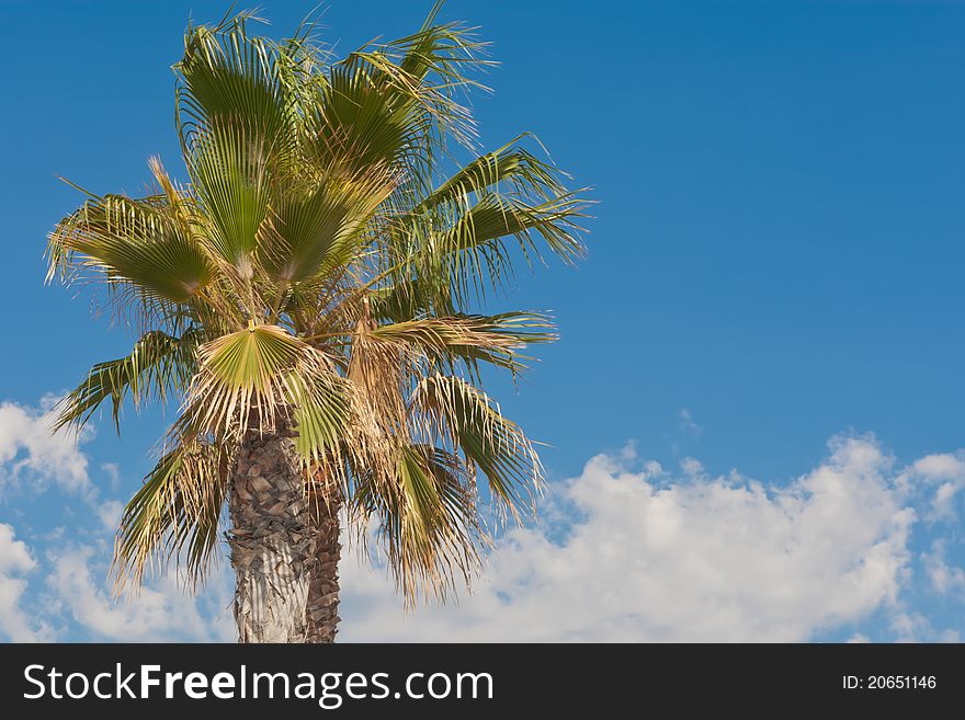 Palm Tree and the blue sky landscape