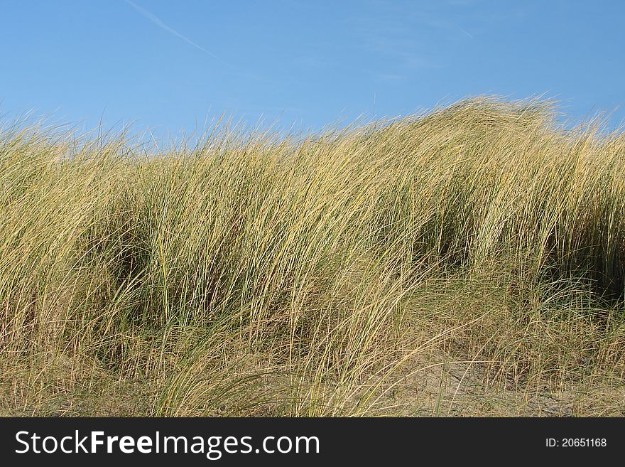 Vegetation in the Dutch dunes called marram grass