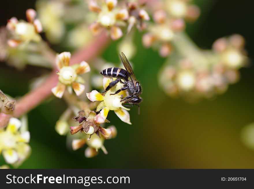 This particular bee is actively attacking and sucking nectar of scented mango flower. a telephoto-macro lens has been used to catch this small, non-stop moving and dashing creature from flower to flower. This particular bee is actively attacking and sucking nectar of scented mango flower. a telephoto-macro lens has been used to catch this small, non-stop moving and dashing creature from flower to flower.