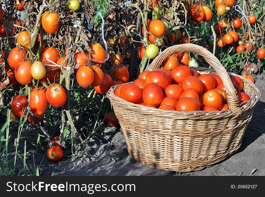 Freshly-picked ripe tomatoes in the basket. Freshly-picked ripe tomatoes in the basket