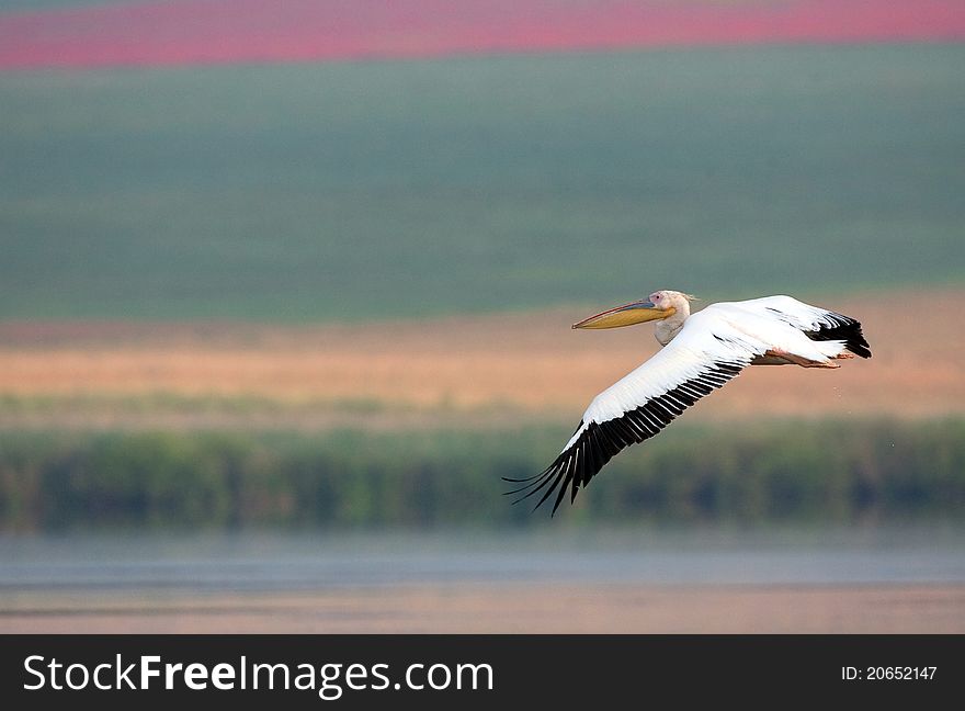 Pelican in the Danube Delta.