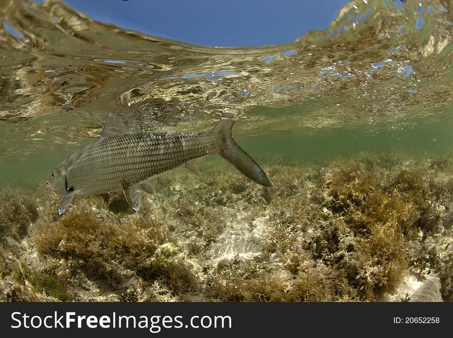 Bonefish Underwater Detail Shot