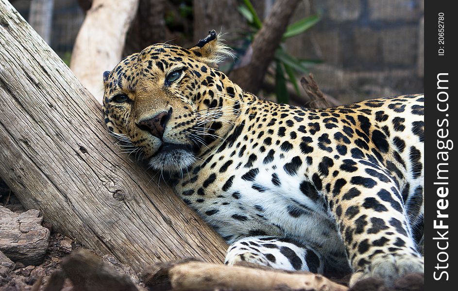The leopard has a rest on the old dried up tree