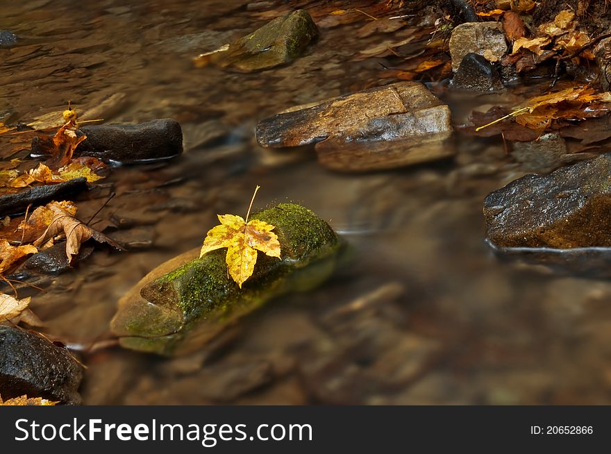 Beauty brook and leaves in forest