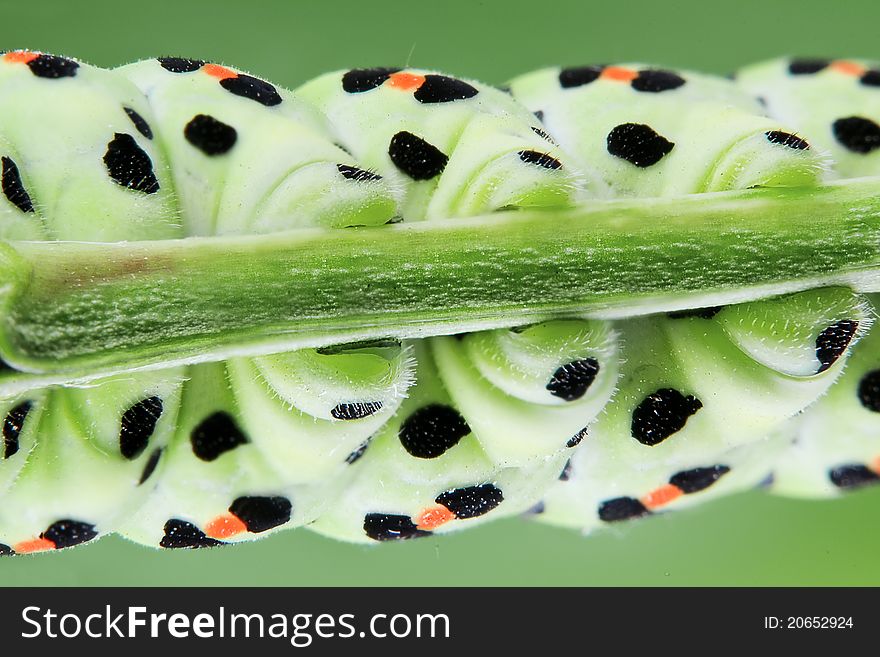 Green larva legs close up