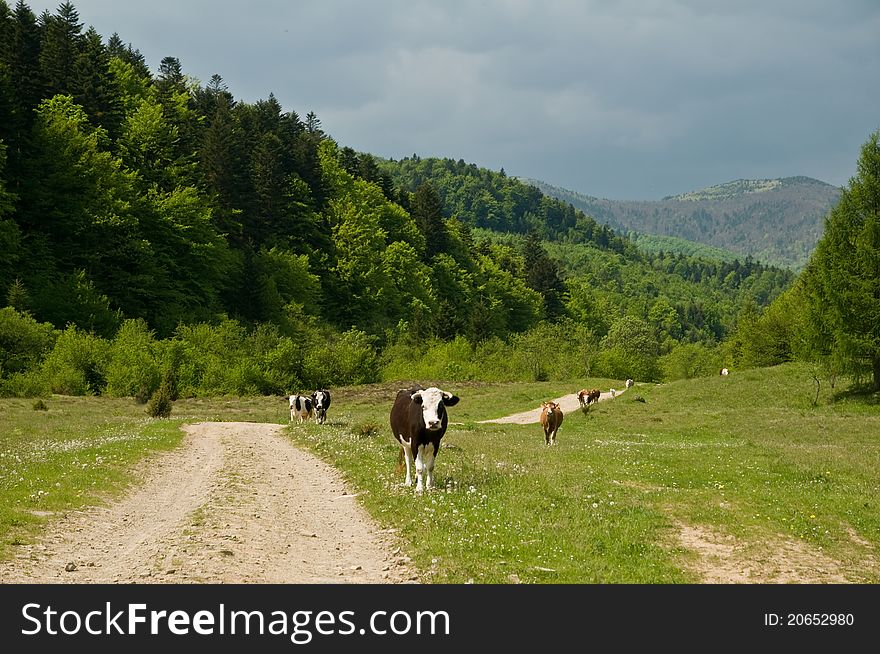 Beige grazing cow on green field