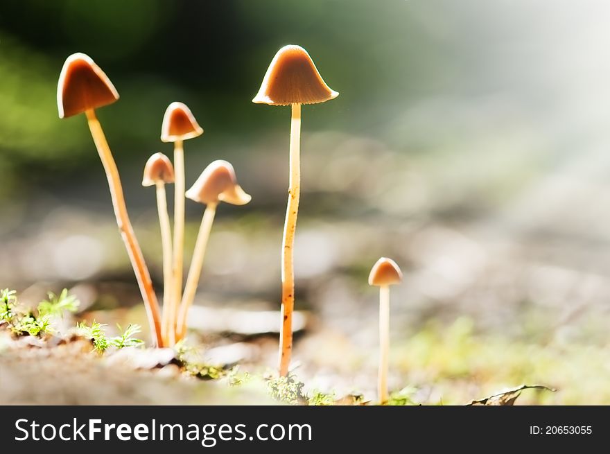 Mushrooms family in forest closeup