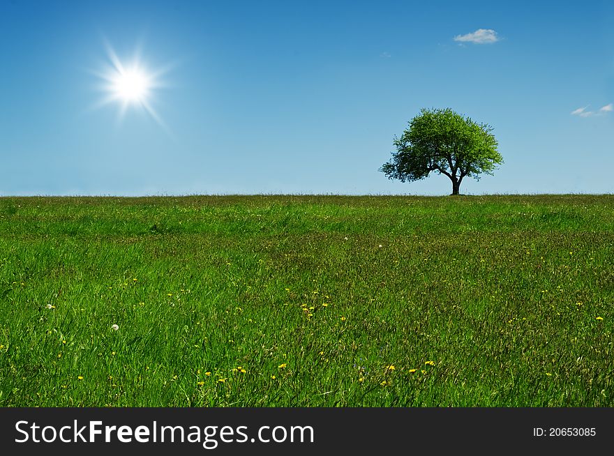 Green tree and sun in blue sky
