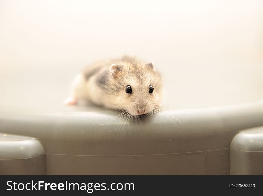 Inquisitive baby hamster peering forward. Inquisitive baby hamster peering forward