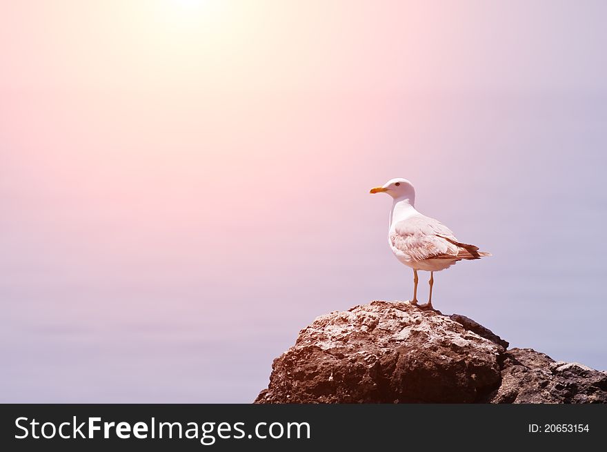 Seagull sitting on rock in sea