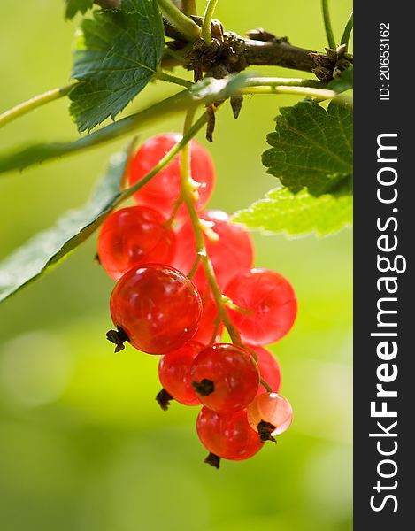 Macro shot of red currant